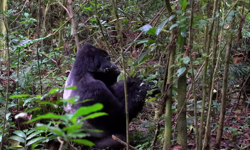 7 Days Primate Safari Adventure in Congo