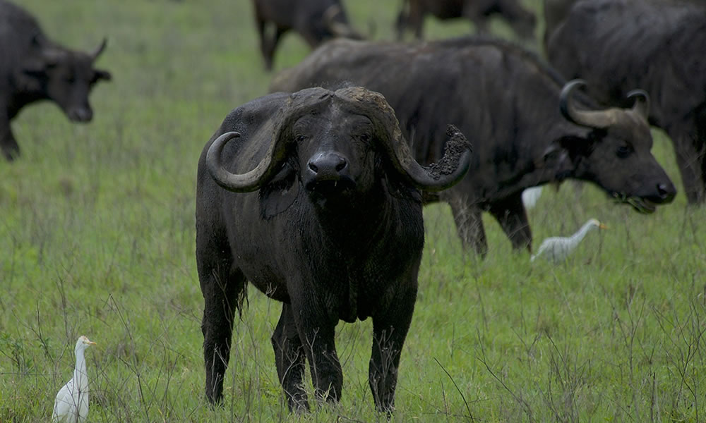 5 Days Tarangire and Serengeti National Park Tour
