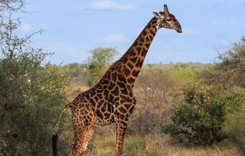 1 Day Arusha National Park Tour