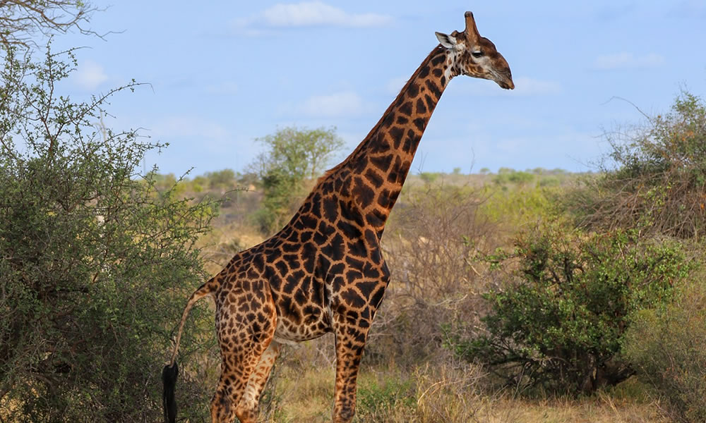 1 Day Arusha National Park Tour