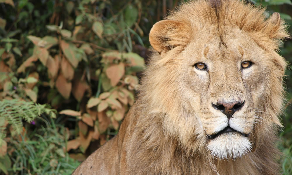 5 Days Northern Circuit Tanzania Safari
