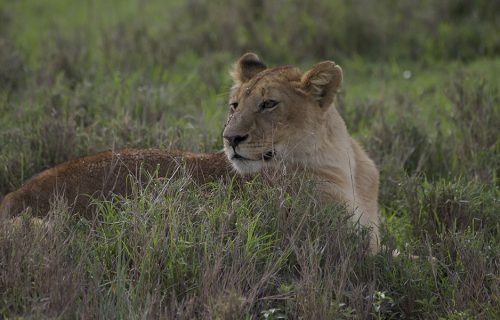 3 Days Serengeti National Park Safari