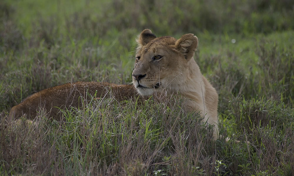 3 Days Serengeti National Park Safari