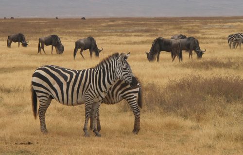 2 Days Tanzania Wildlife Safari Tour