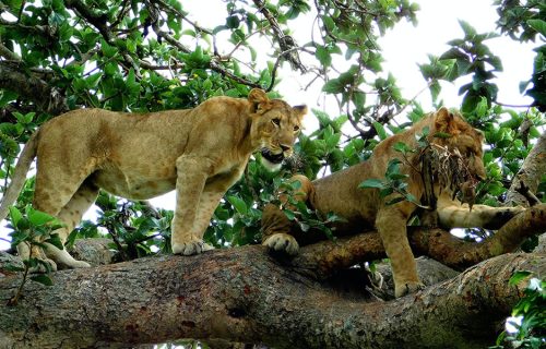 3 Days Queen Elizabeth National Park Tour