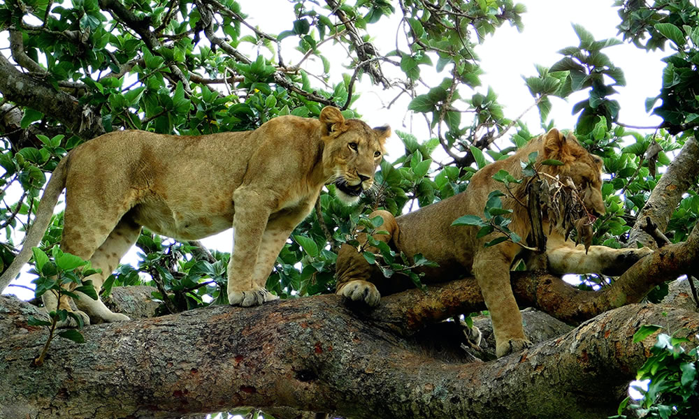 3 Days Queen Elizabeth National Park Tour