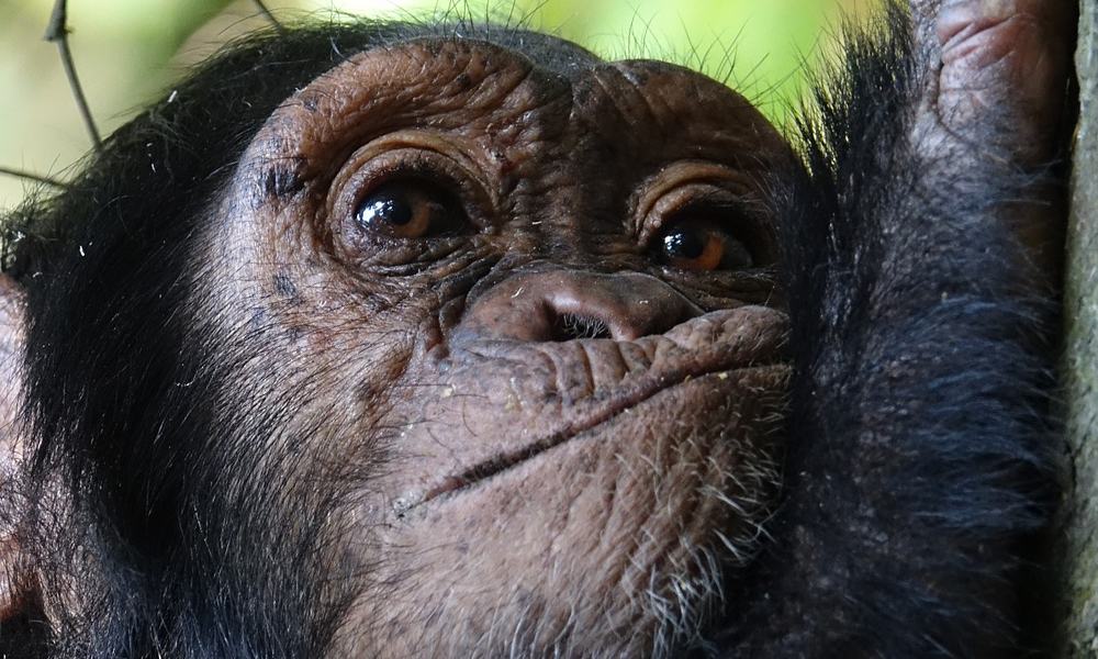 Chimpanzee Tracking In Kibale Forest