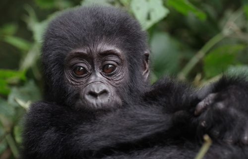 3 Days Gorilla Trekking Safari in Uganda