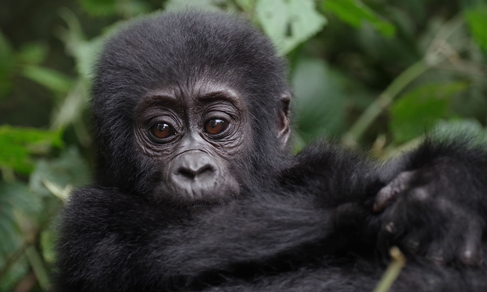 3 Days Gorilla Trekking Safari in Uganda