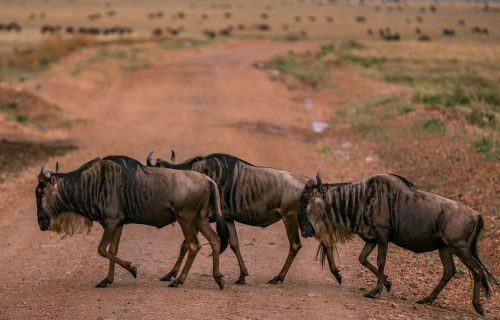 4 Days Masai Mara and Lake Nakuru Wildlife Tour