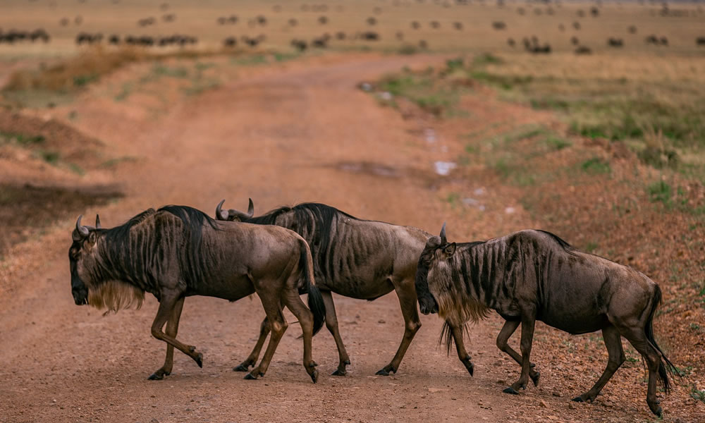 4 Days Masai Mara and Lake Nakuru Wildlife Tour