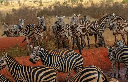 5 Days Tsavo National Park Wildlife Safari in Kenya