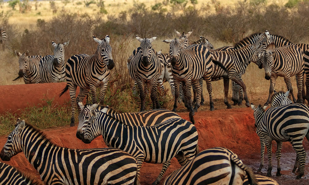 5 Days Tsavo National Park Wildlife Safari in Kenya