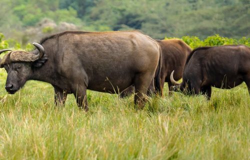 3 Days Tarangire National Park Tour