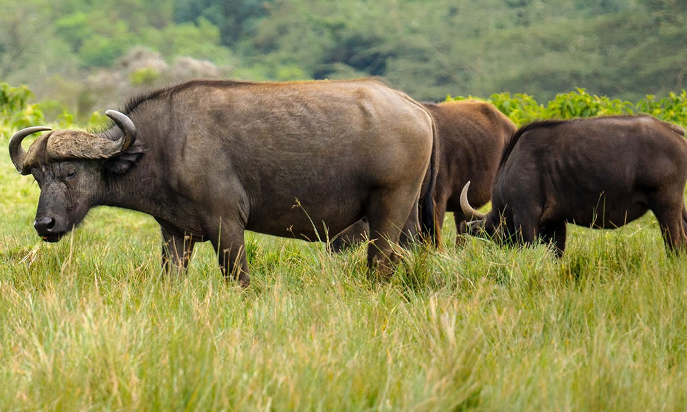 3 Days Tarangire National Park Tour