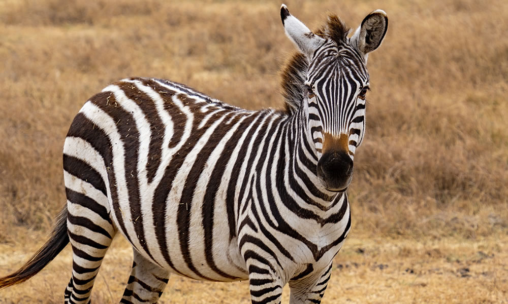 3 Days Wildlife Safari Tour in Tanzania